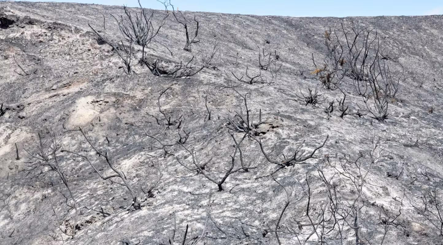 Ajoncs calcinés après l’incendie de Studland Heath