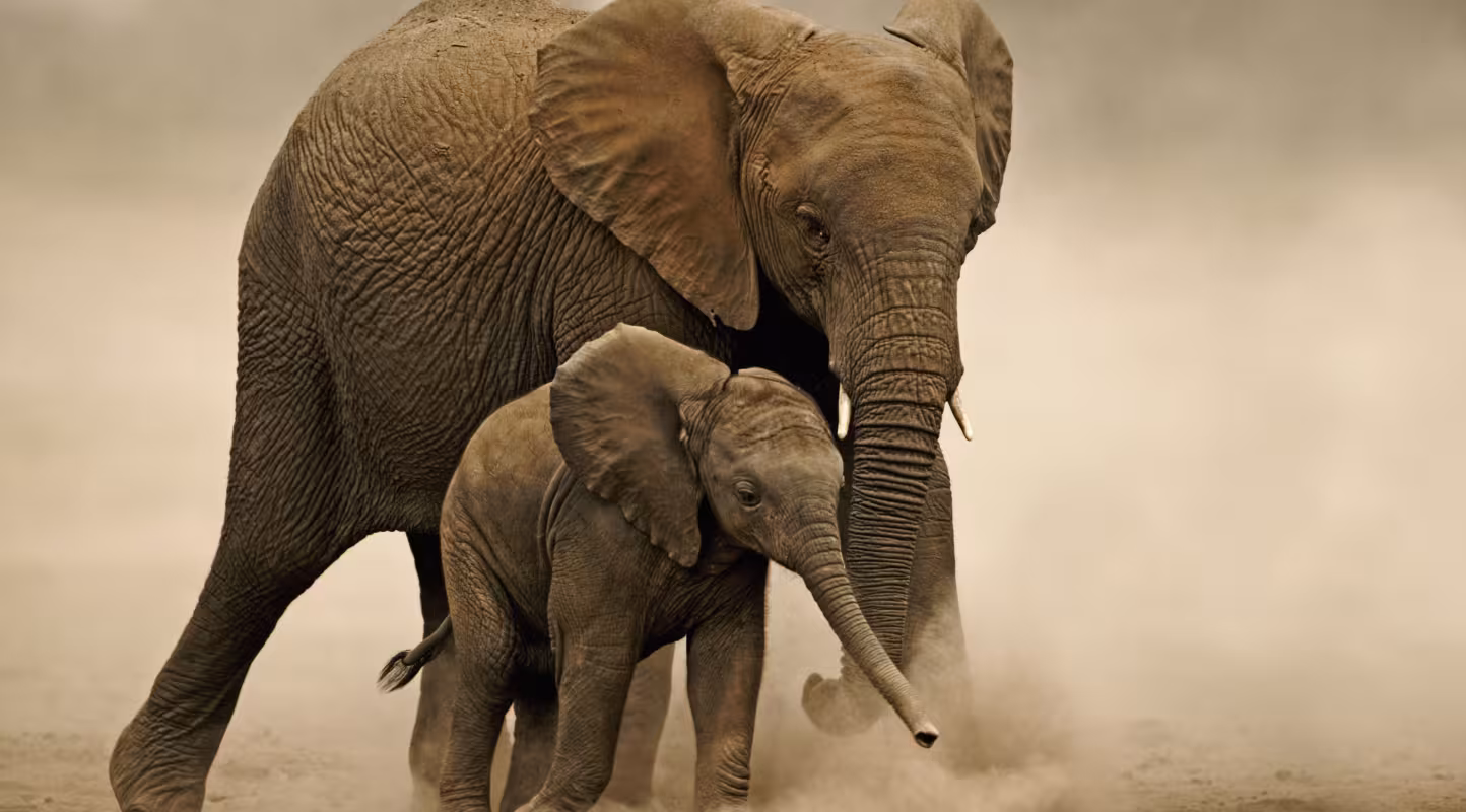 Un éléphanteau d’Afrique (Loxodonta africana) aux côtés d’une femelle adulte, dans le parc national d’Amboseli, au Kenya