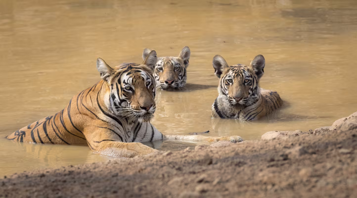 Une tigresse (*Panthera tigris*) et ses petits se reposent dans un point d’eau, dans la réserve de Tadoba-Andhari, en Inde