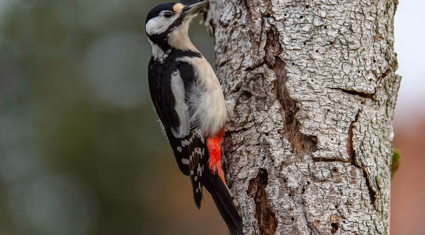 Pic Mar (Dendrocoptes medius)