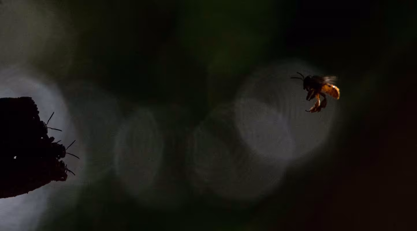 Ruches d'abeilles sans dard (Meliponini) entretenues par Joelma Lopes, une petite productrice, dans la forêt située près du Centre expérimental forestier « Active Forest », dans la région du Tapajós, en Amazonie brésilienne.