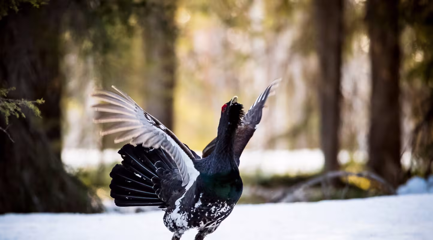 Un grand tétras (Tetrao urogallus) debout dans la neige, la tête tournée vers le ciel et les ailes déployées.
