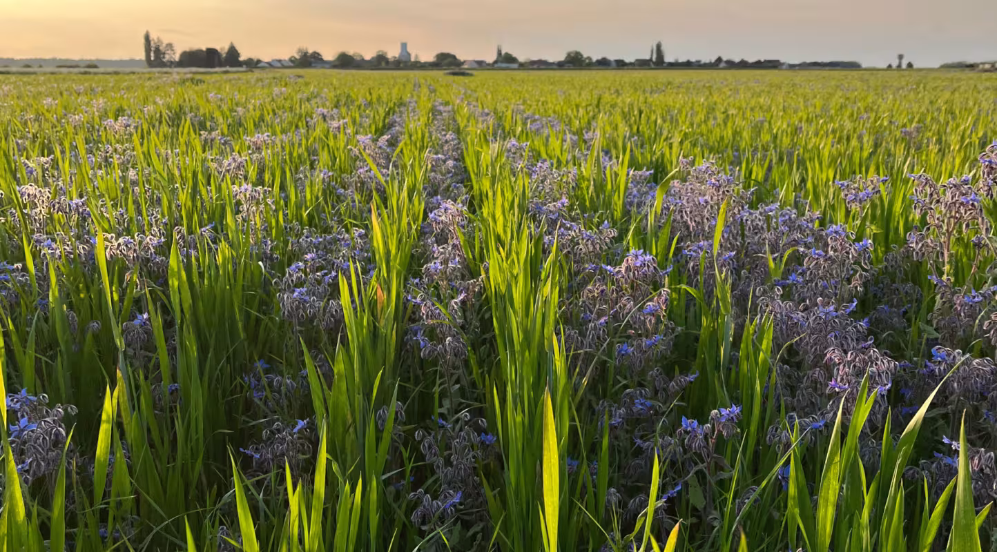 Champs agricole membre Crédits du Vivant