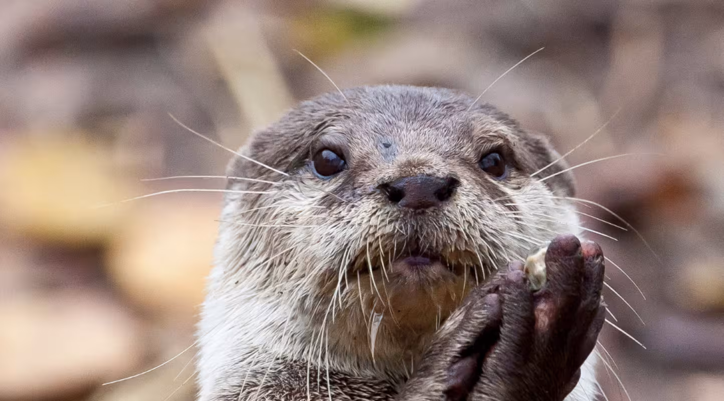 Loutre (lutra lutra)