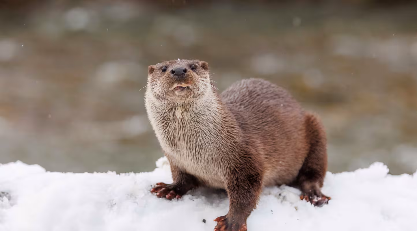 Loutre d'Europe