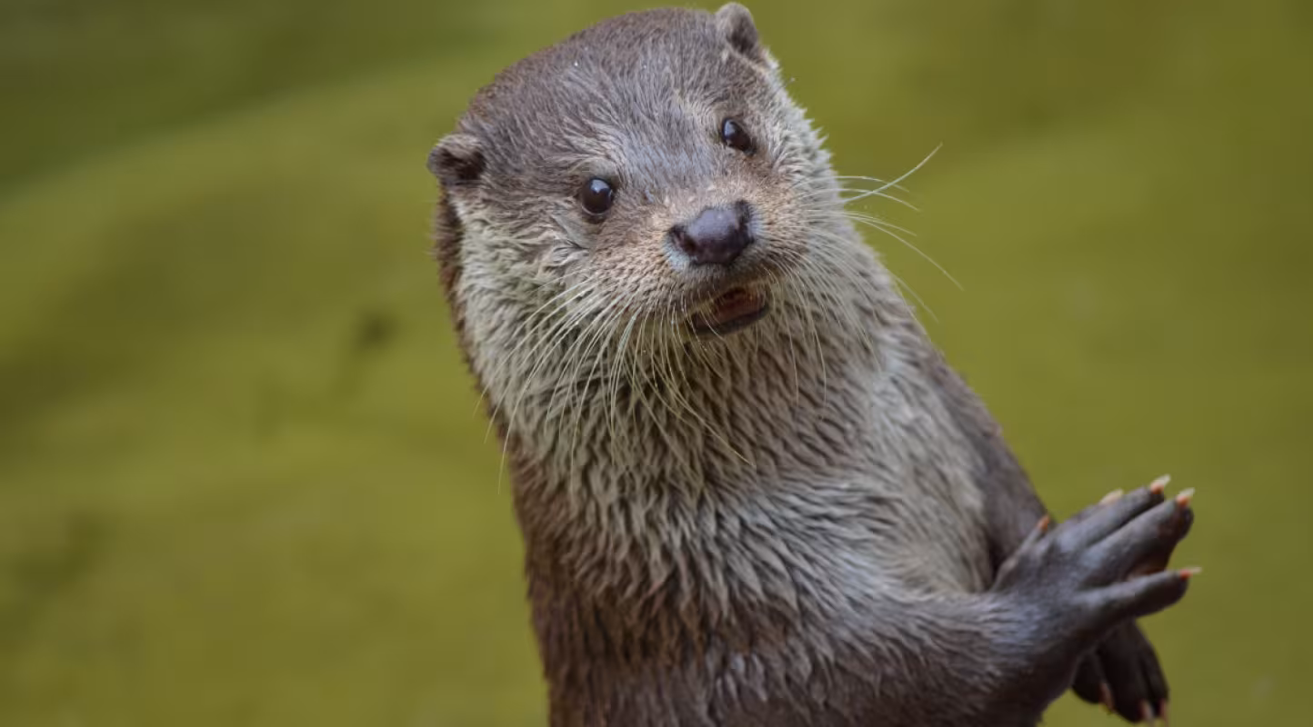 Loutre d'Europe