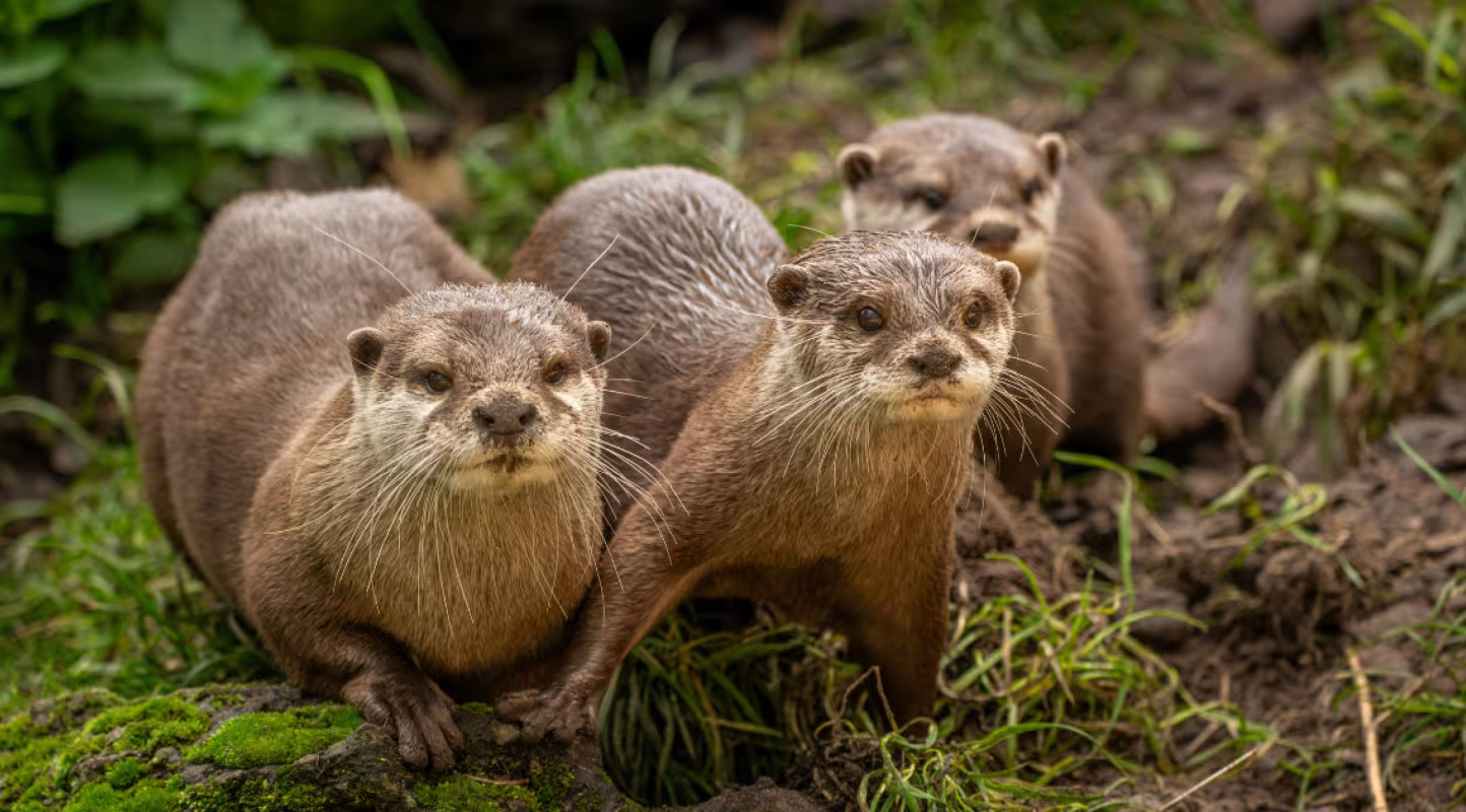 3 Loutre d'Europe