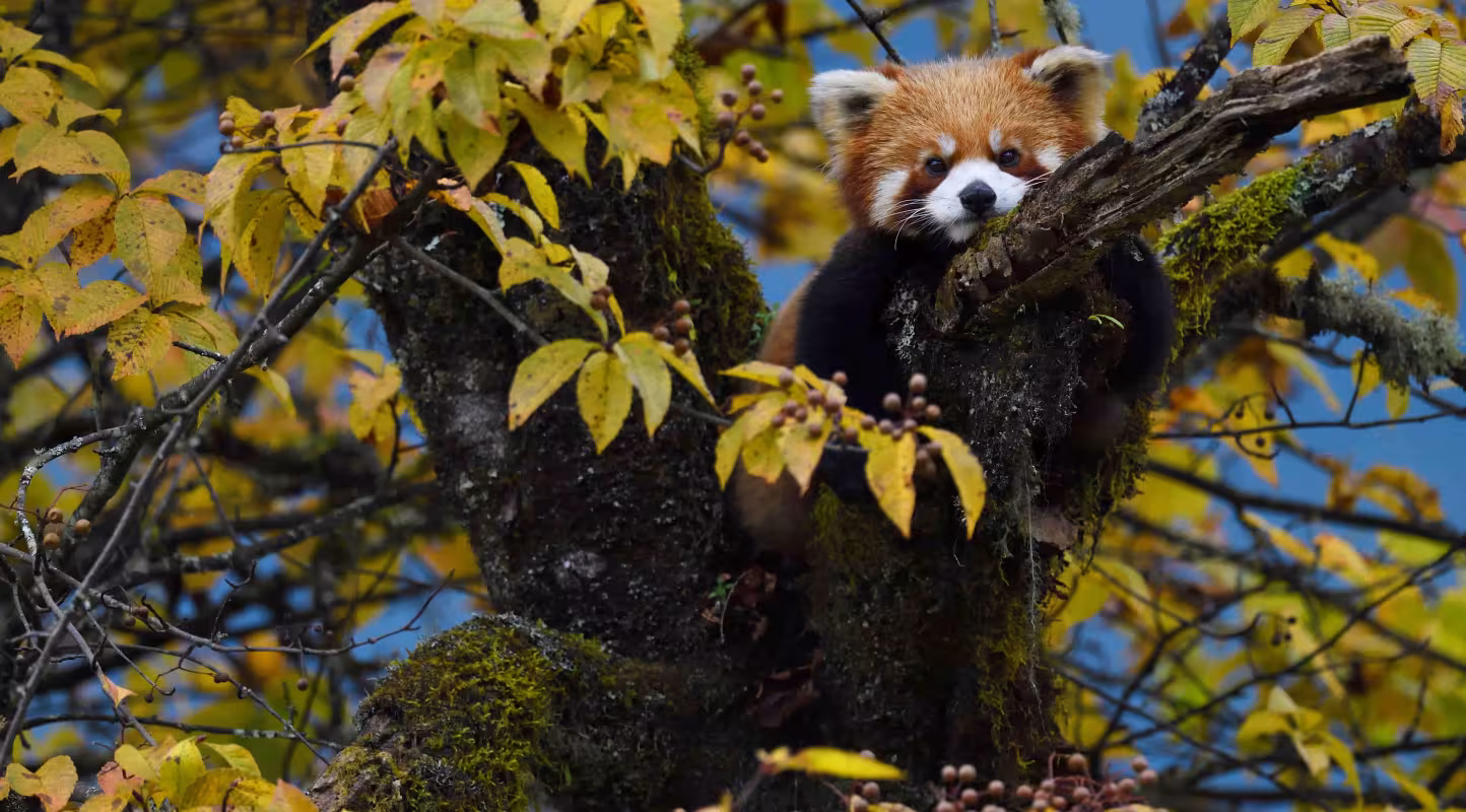 panda roux sur une branche