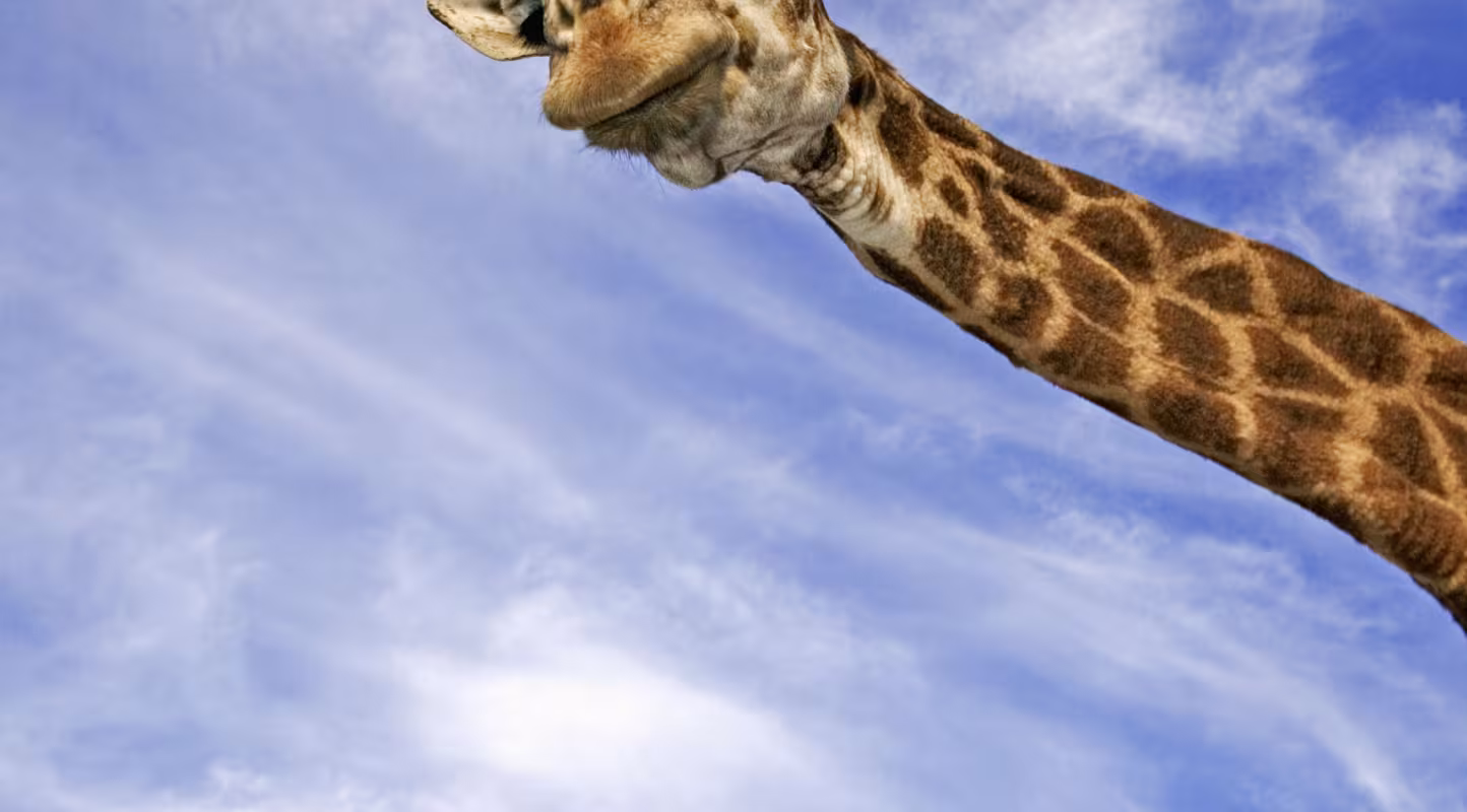 Girafe du Cap, ou girafe d’Afrique australe (Giraffa camelopardalis giraffa)