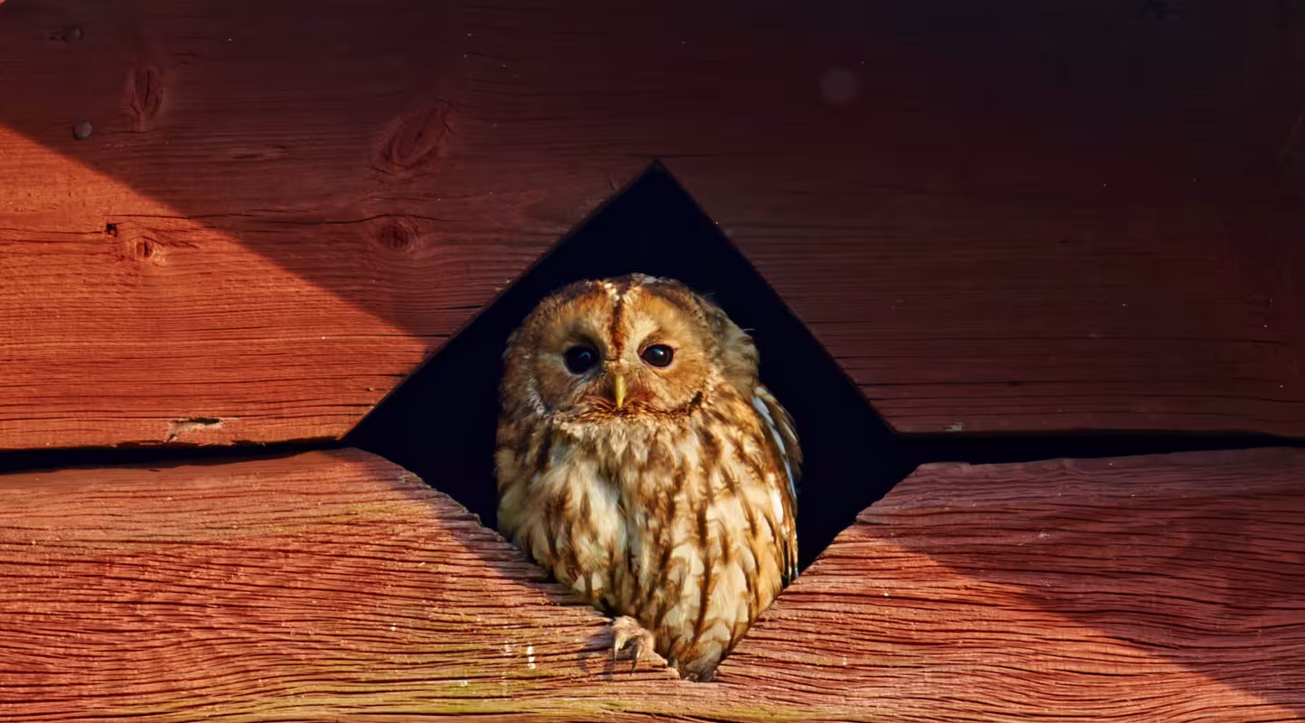Chouette hulotte (Strix aluco), jeune oiseau regardant par l'ouverture de ventilation