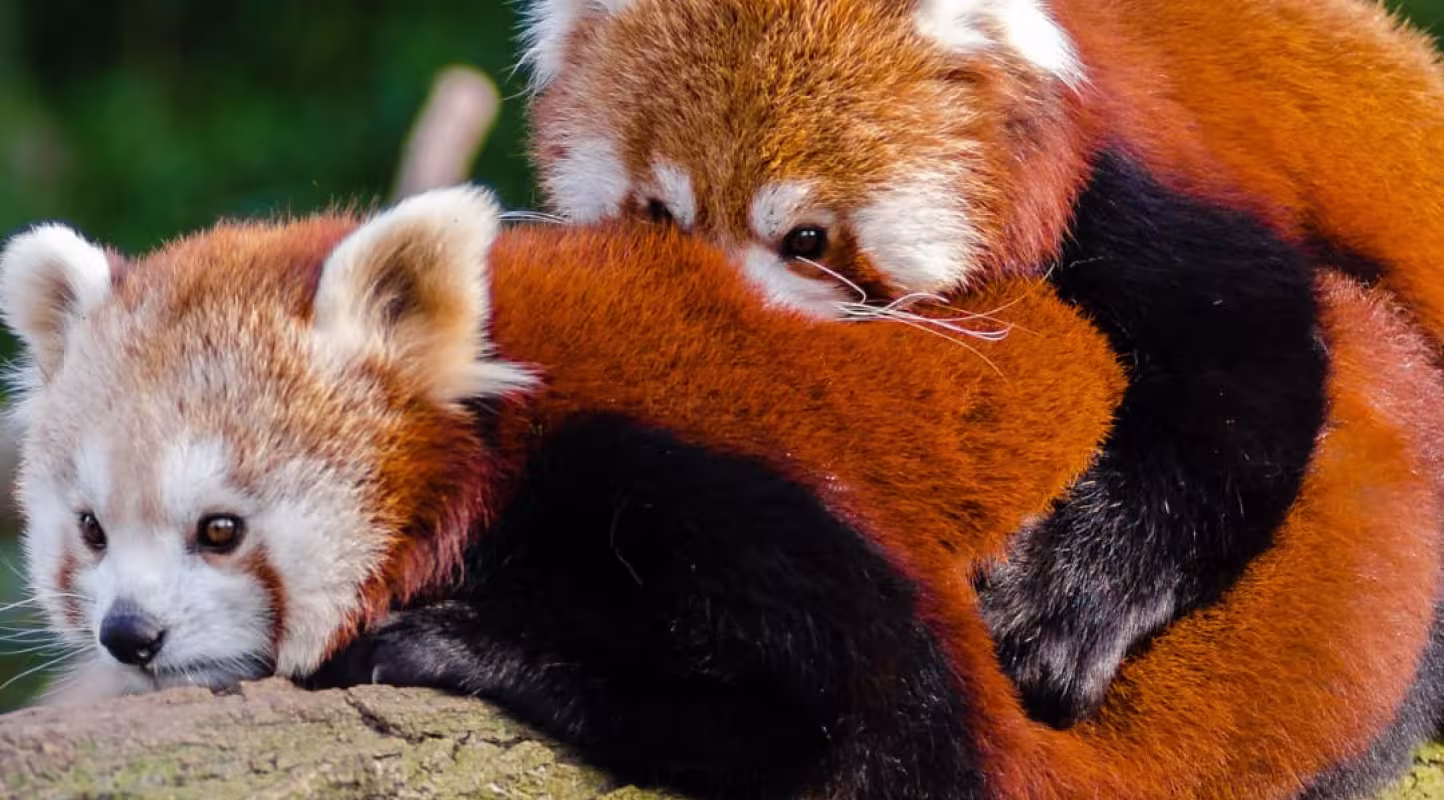 Panda roux