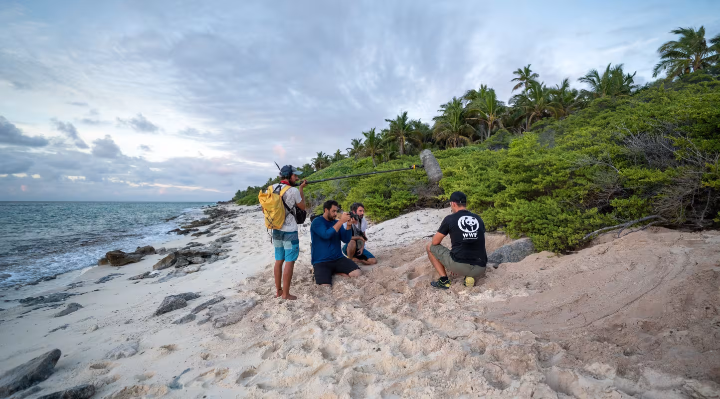 Membres du personnel du WWF travaillant sur les tortues vertes en Nouvelle-Calédonie