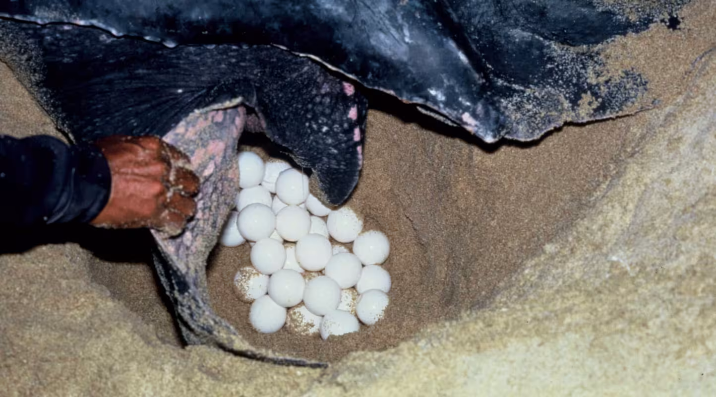 Turtle nest