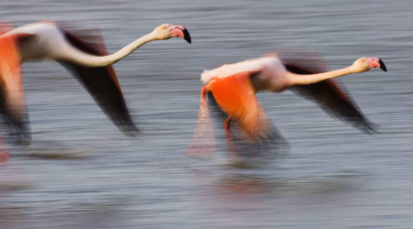 deux-grands-flamants-rose-Camargue.jpg 