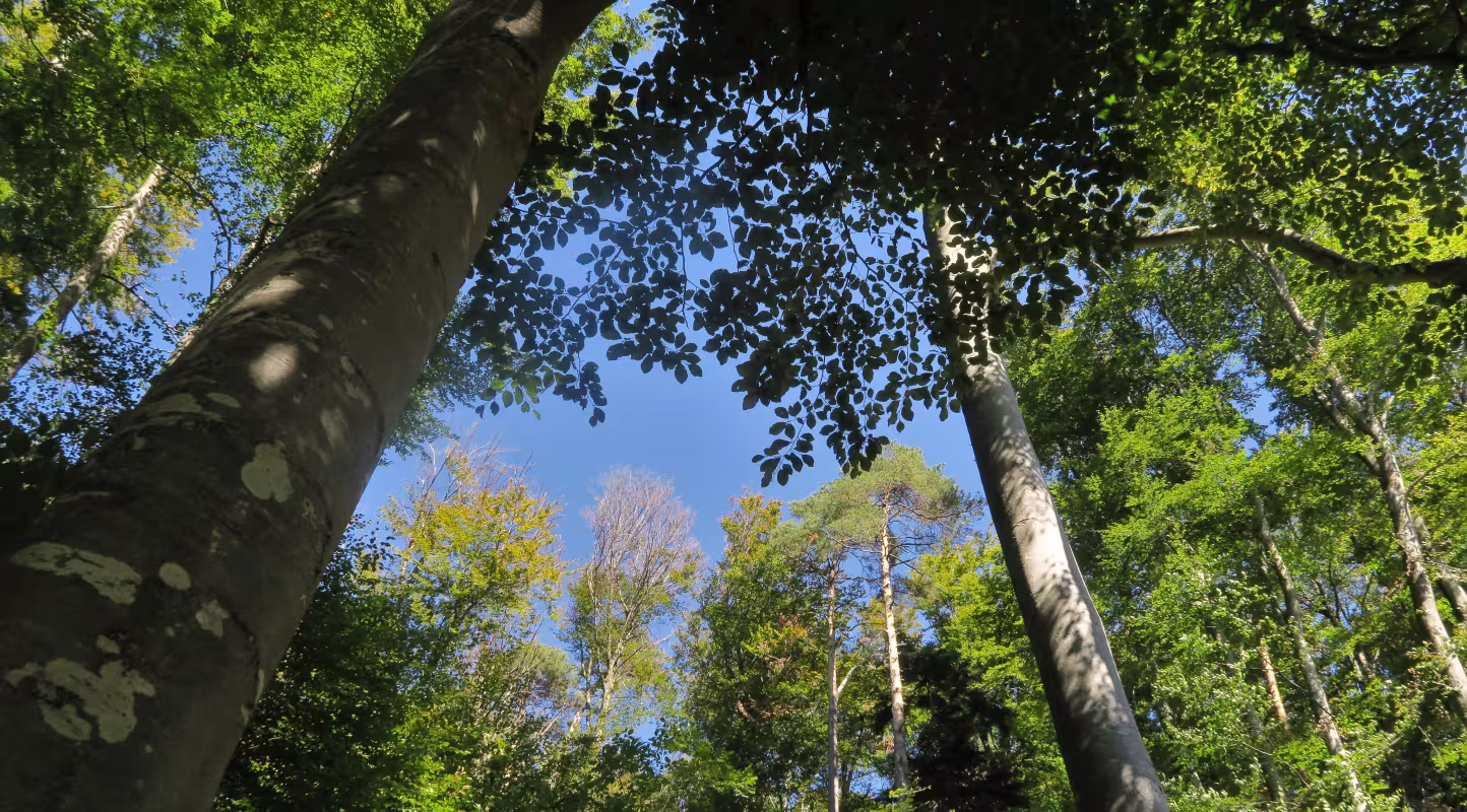 forêt de feuillus