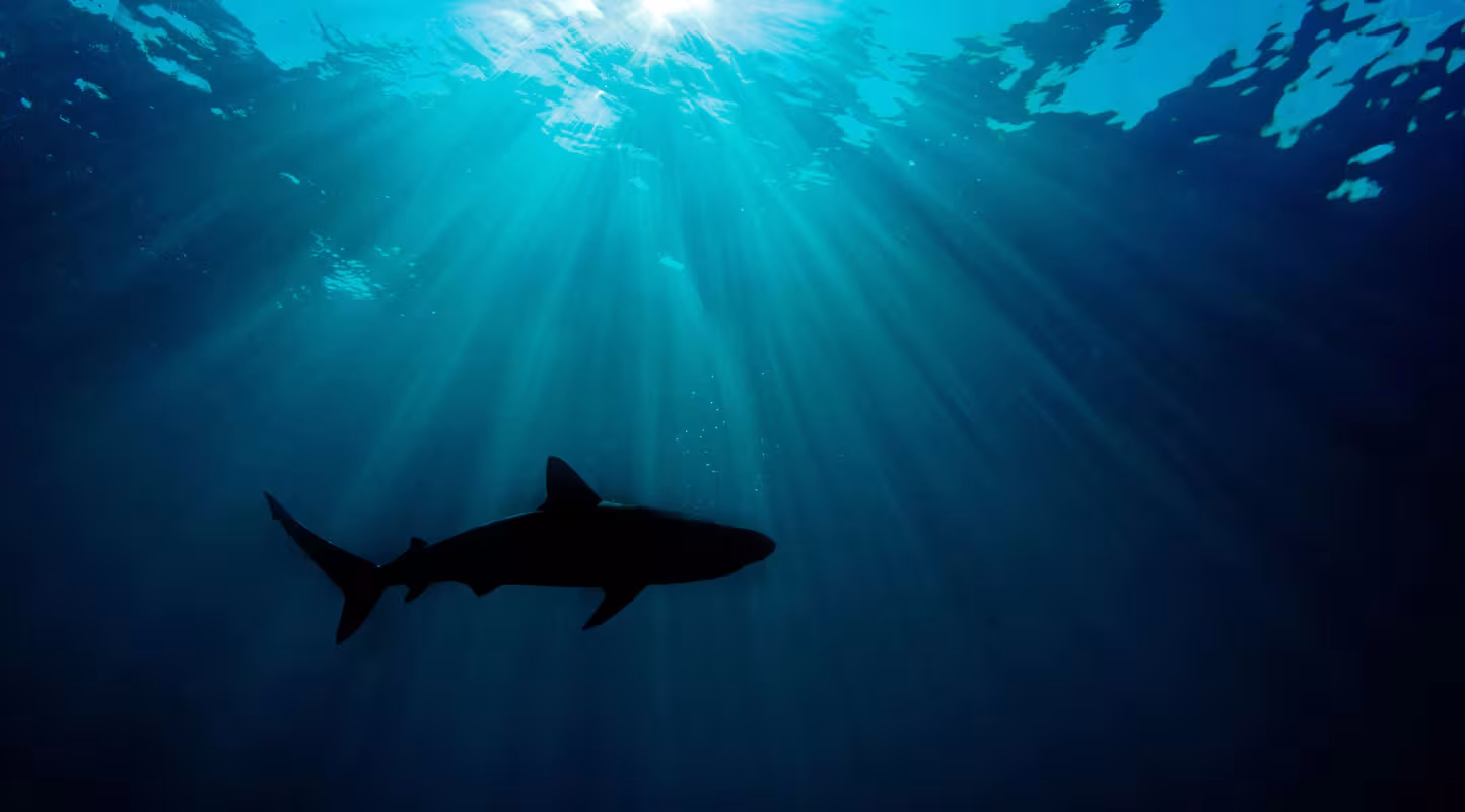 Le sort des requins s’améliore