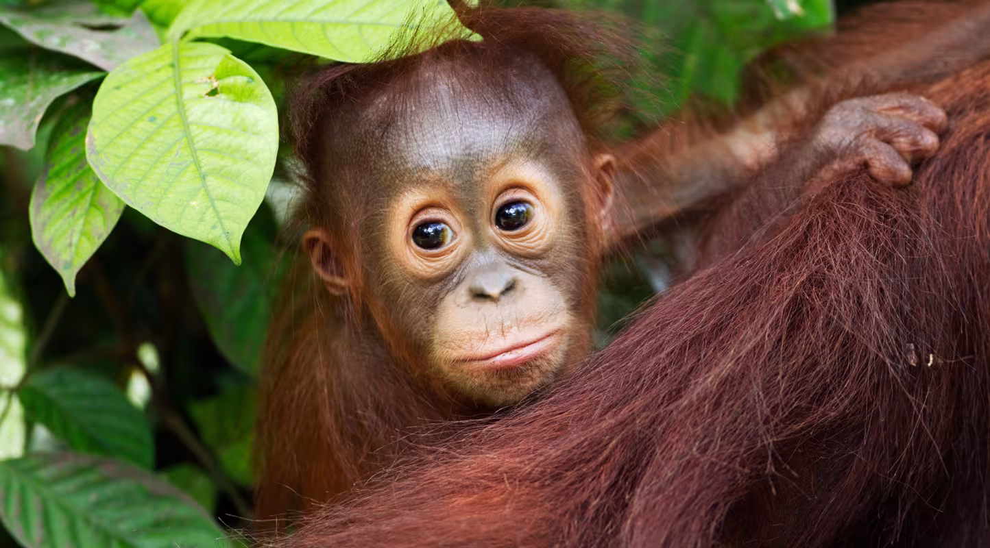 Un nouveau souffle pour les orangs-outans 