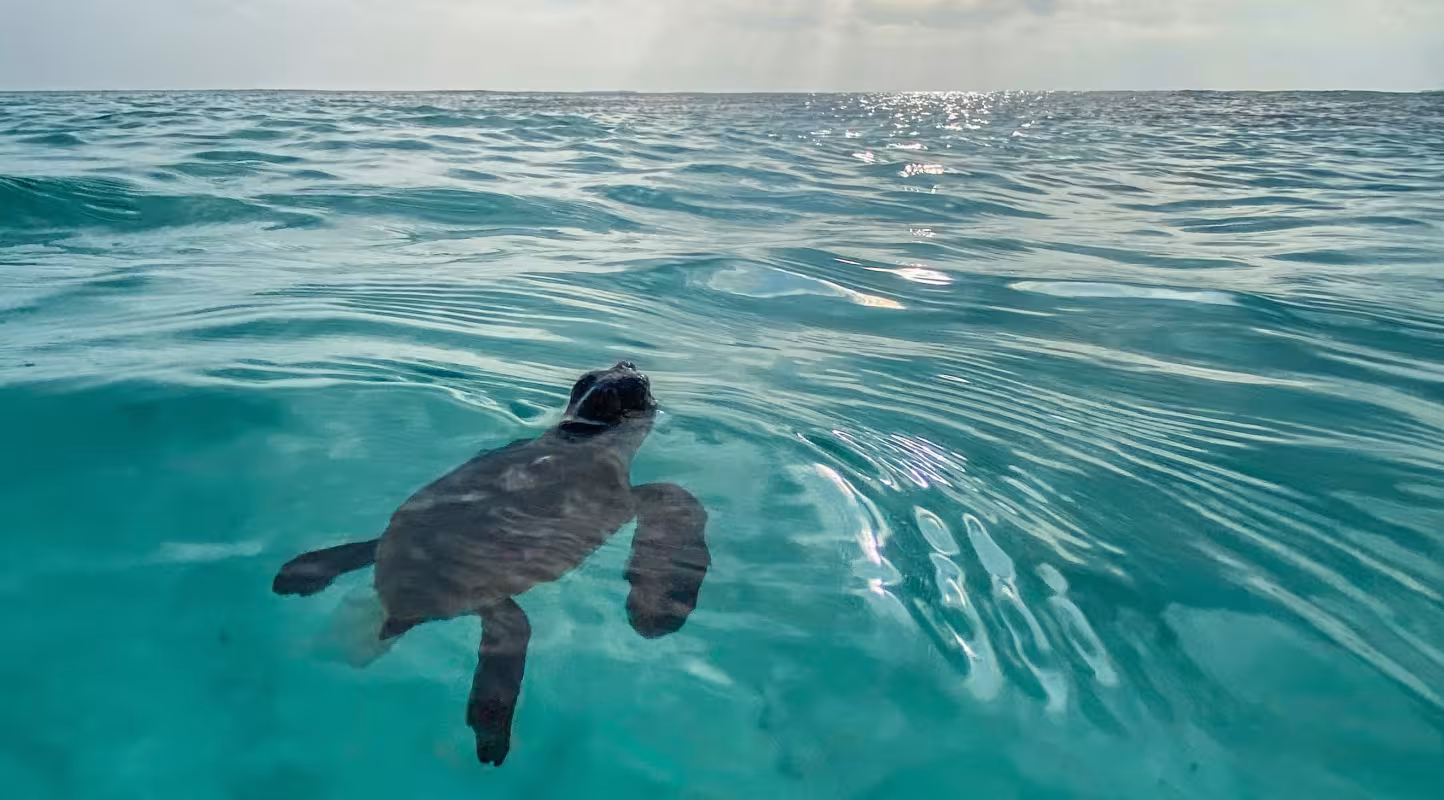 Des corridors bleus pour sauver les tortues marines