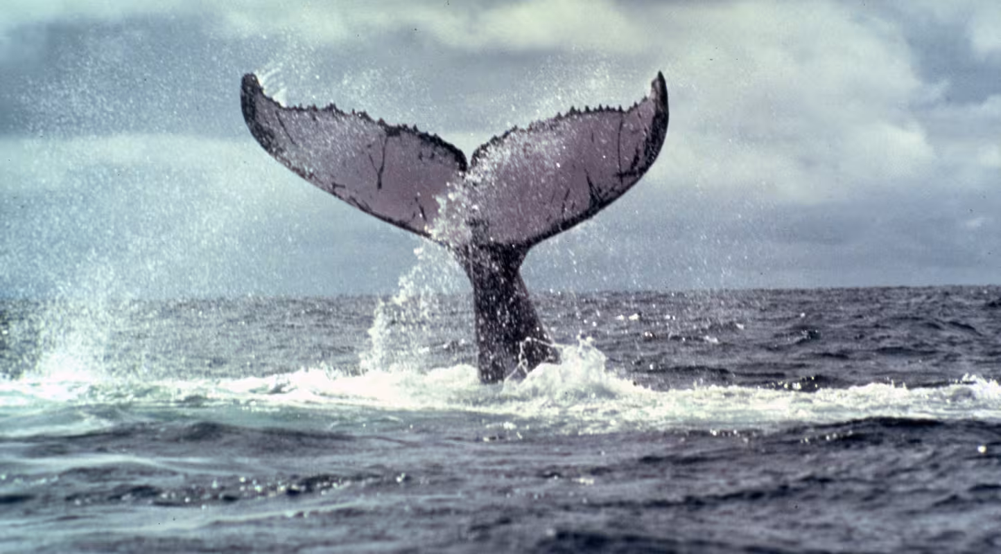 Cap sur la protection des baleines au Chili