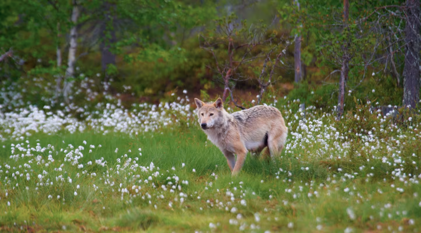 La Belgique réapprend à vivre avec le loup