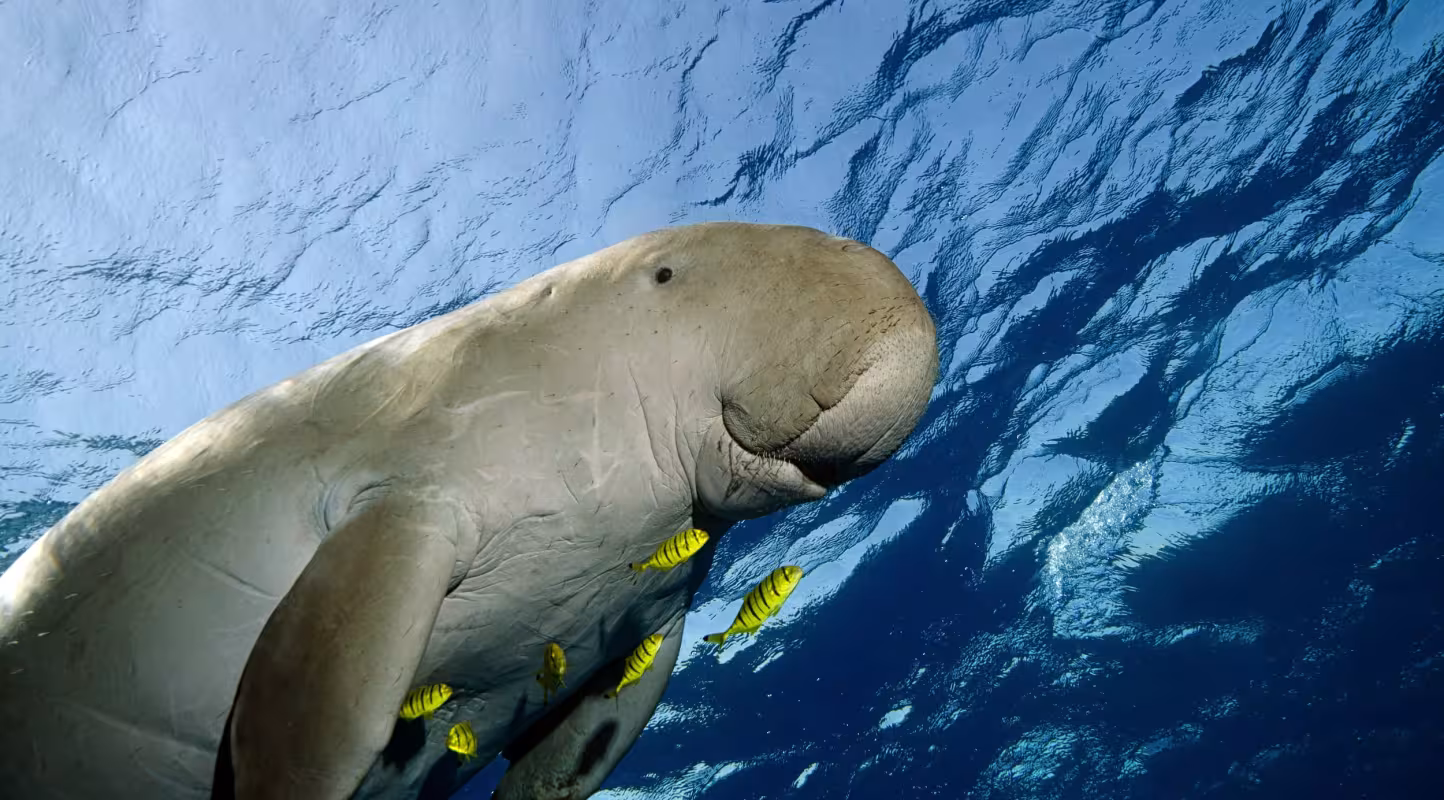 En Indonésie, l’espoir renaît pour les dugongs