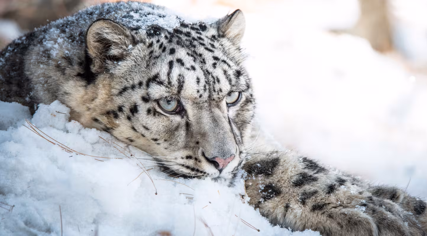 Au Bhoutan, les effectifs du léopard des neiges bondissent 