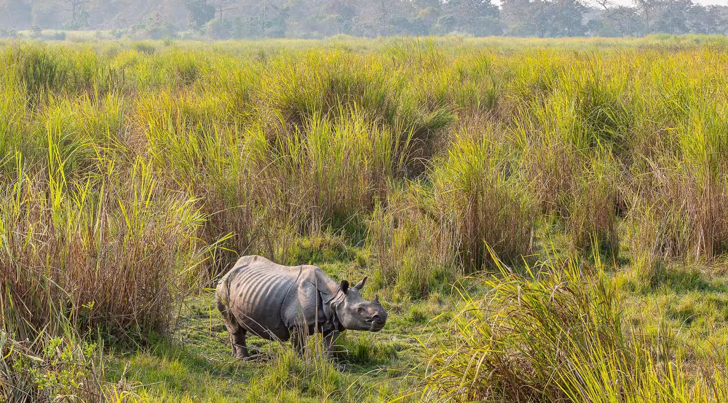 En Inde, l'espoir renaît pour le rhinocéros à une corne