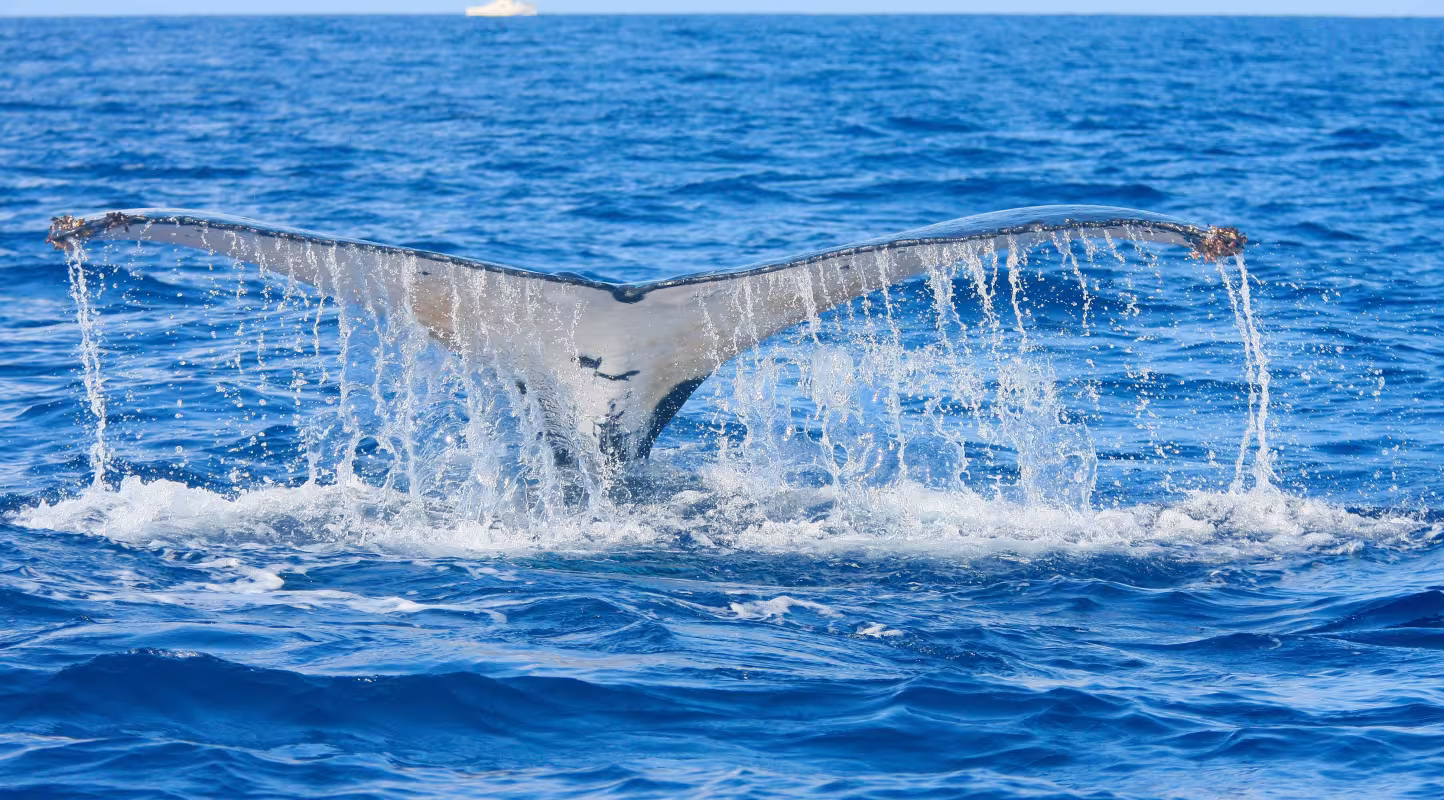 Nageoire d'une baleine à bosse (Megaptera novaeangliae) en Nouvelle-Calédonie