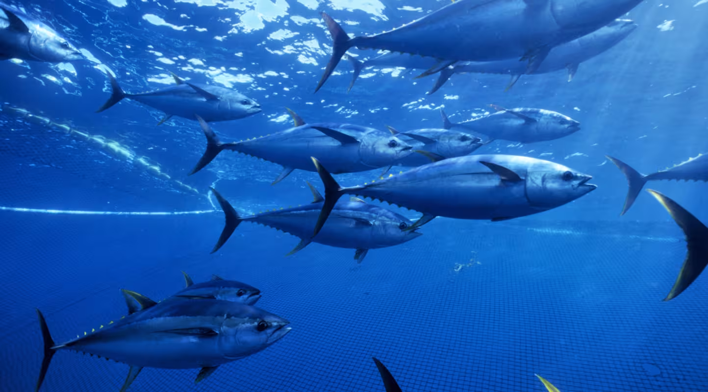Banc de thons jaunes (Thunnus albacares), Océan Pacifique (Mexique)