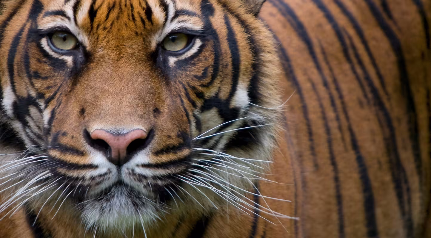 Portrait d'un tigre de Sumatra (Panthera tigris sumatrae) 