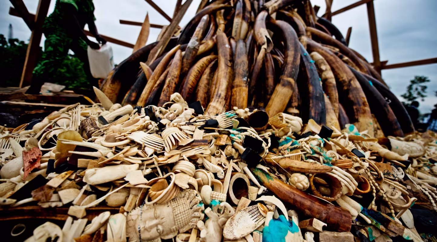 Ivoire braconné prêt à être brûlé par les éco-gardes au Gabon