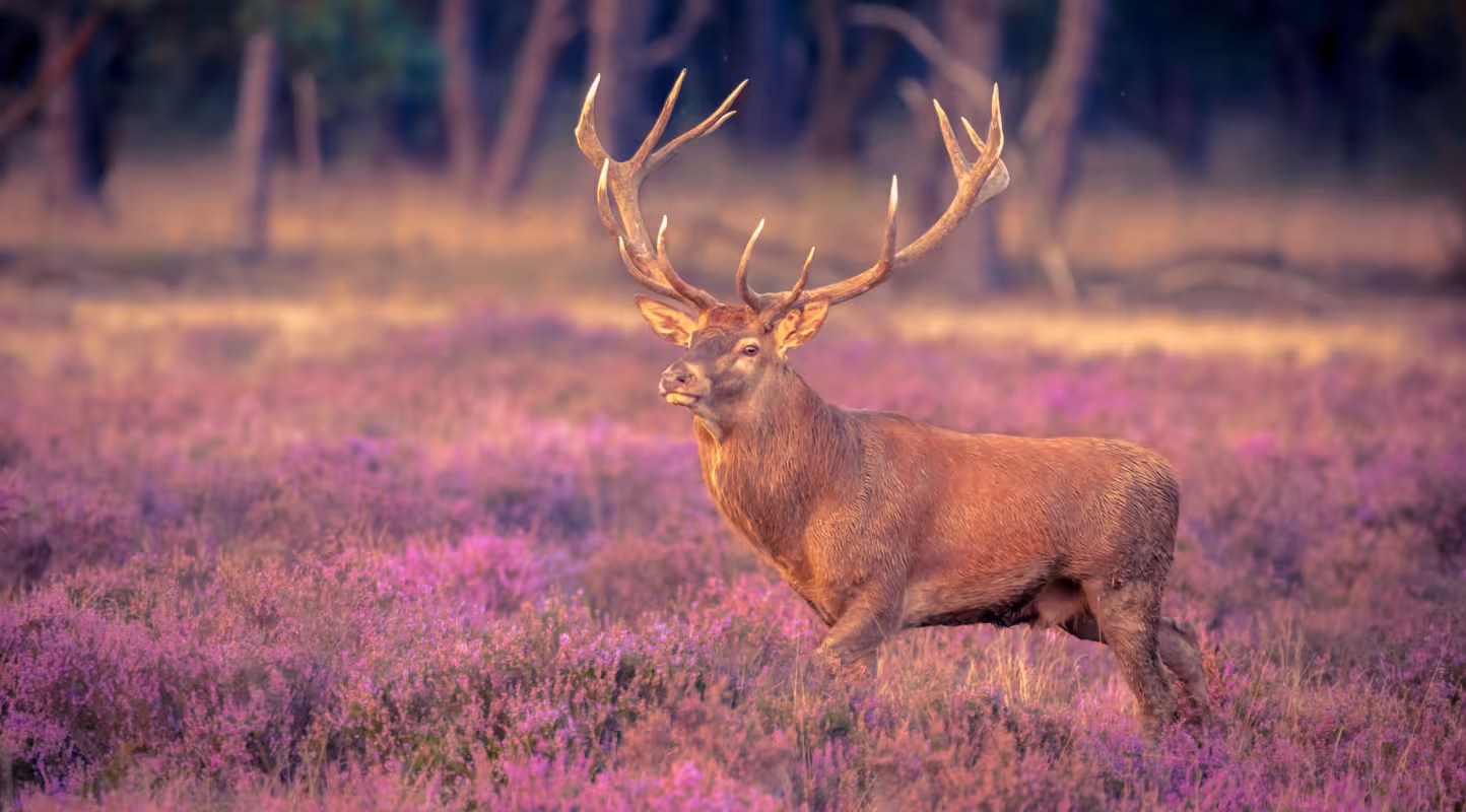 Cerf dans un champs de fleurs violettes 