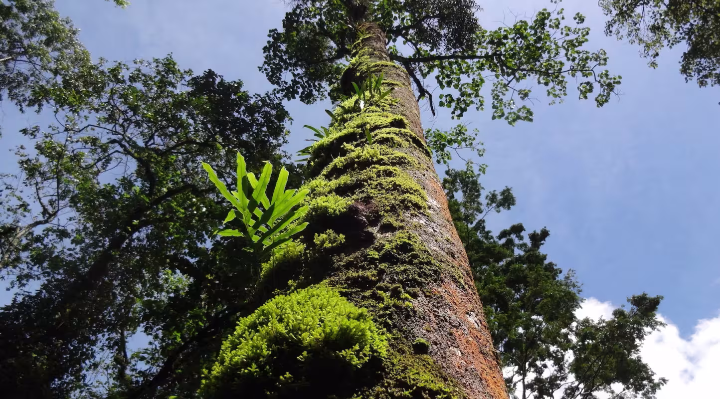 Khaya Grandifiola (Meliaceae) géant dans les montagnes de Rwenzori