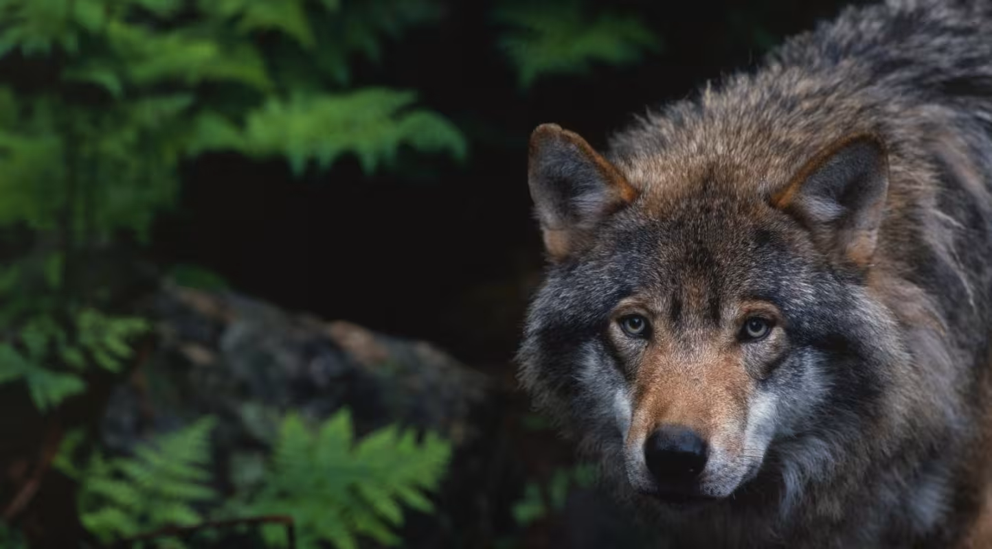 Loup européen (Canis lupus) en captivité , Zoo de Boras (Suède)