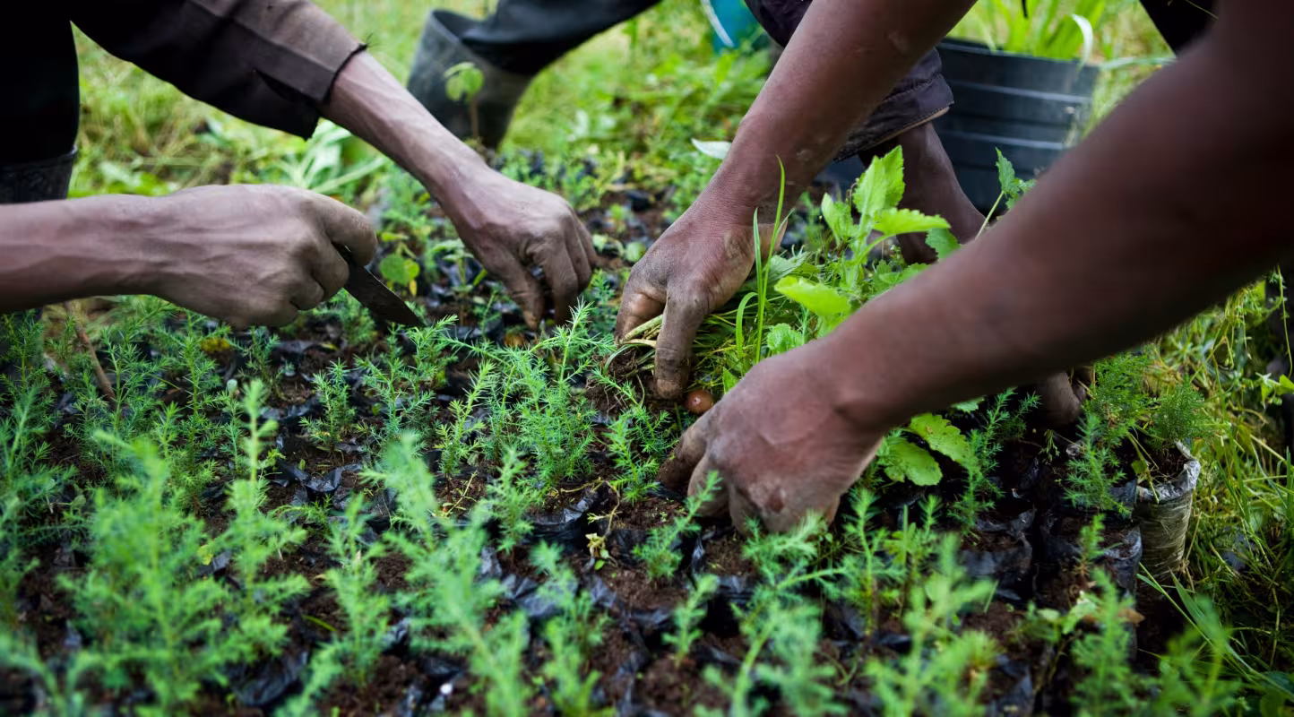 Des membres du Groupe de Floriculture Mkungi, disctrict de Mkungi, Lac Naivasha, Kenya 