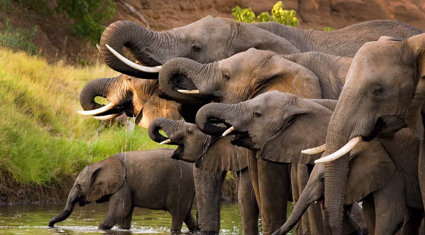 Troupeau d'éléphants d'Afrique de savane (Loxodonta africana) en train de s'abreuver dans la fleuve