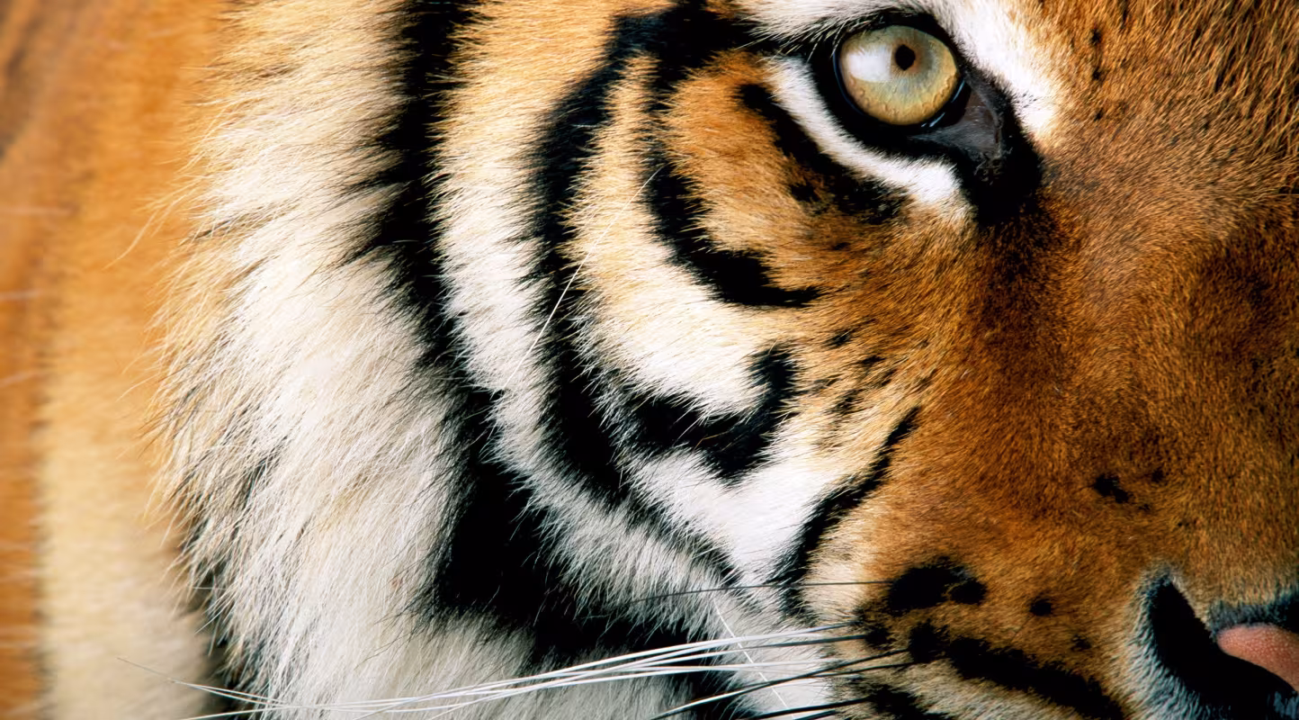 Bien qu’il reste beaucoup à faire, la population mondiale de tigres sauvages augmente