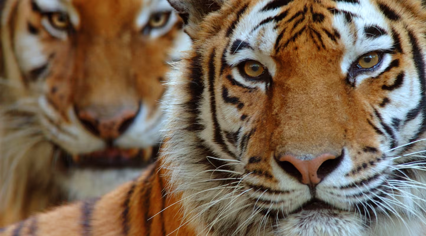 Journée internationale du tigre 