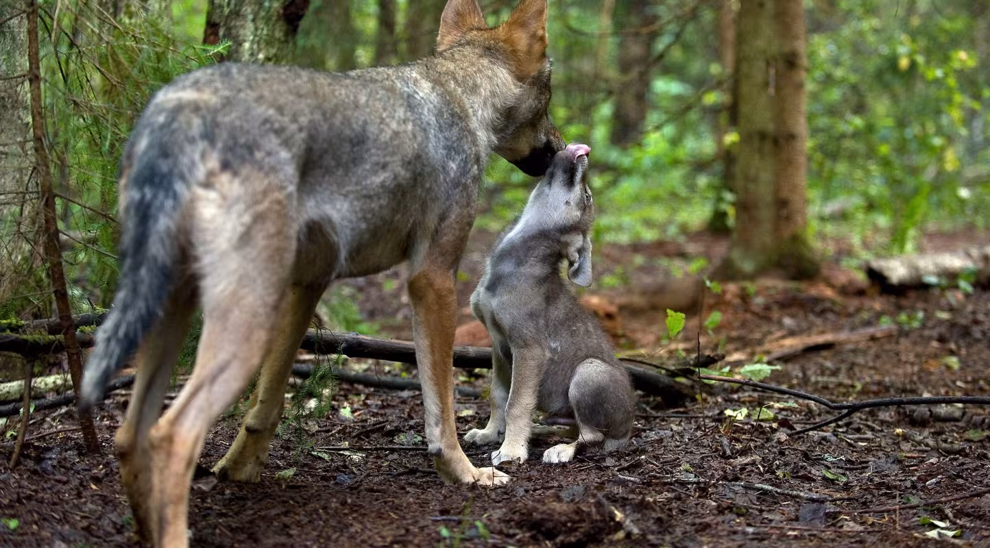 Baisse de la population de loups en France : la déraison d'Etat, ça suffit !