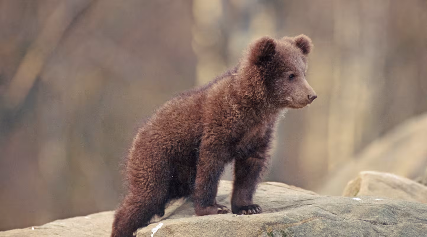 Jeune ours brun dans la nature. 