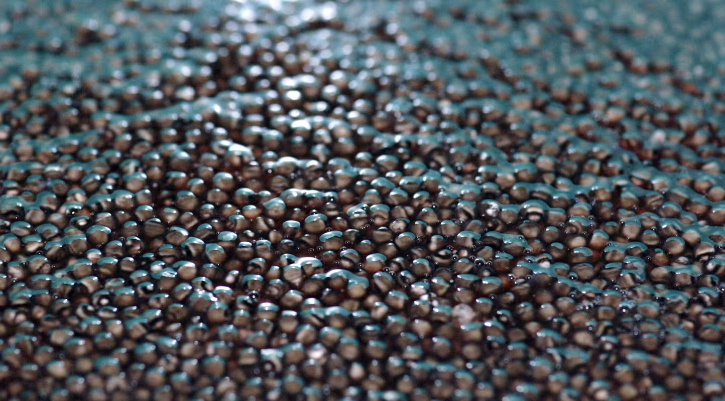 Le WWF et TRAFFIC ont apporté leur soutien à la mise en place d’un système d’étiquetage indiquant l’origine et la provenance du caviar.