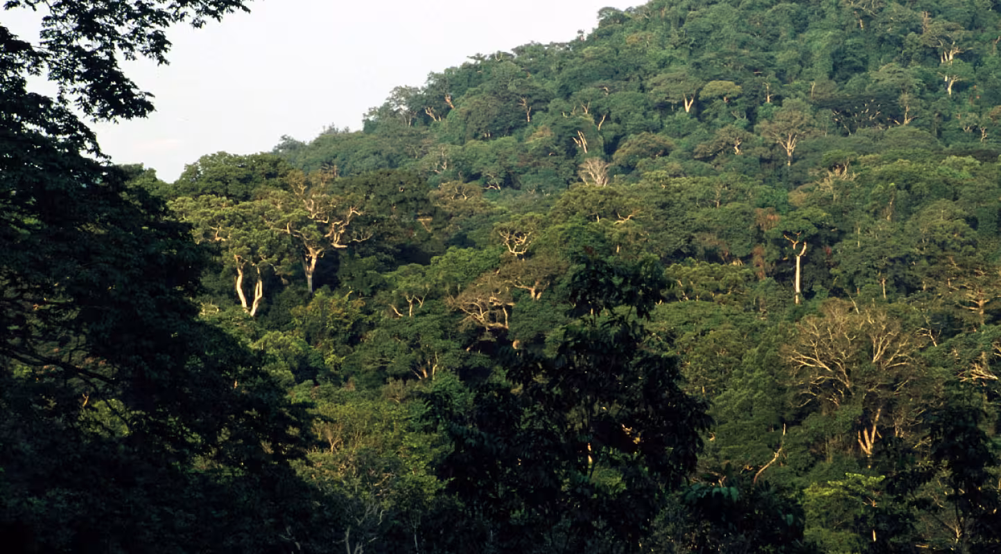 Forêt-bassin-Congo