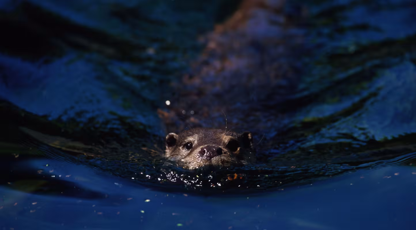 Loutre-de-rivière-WWF