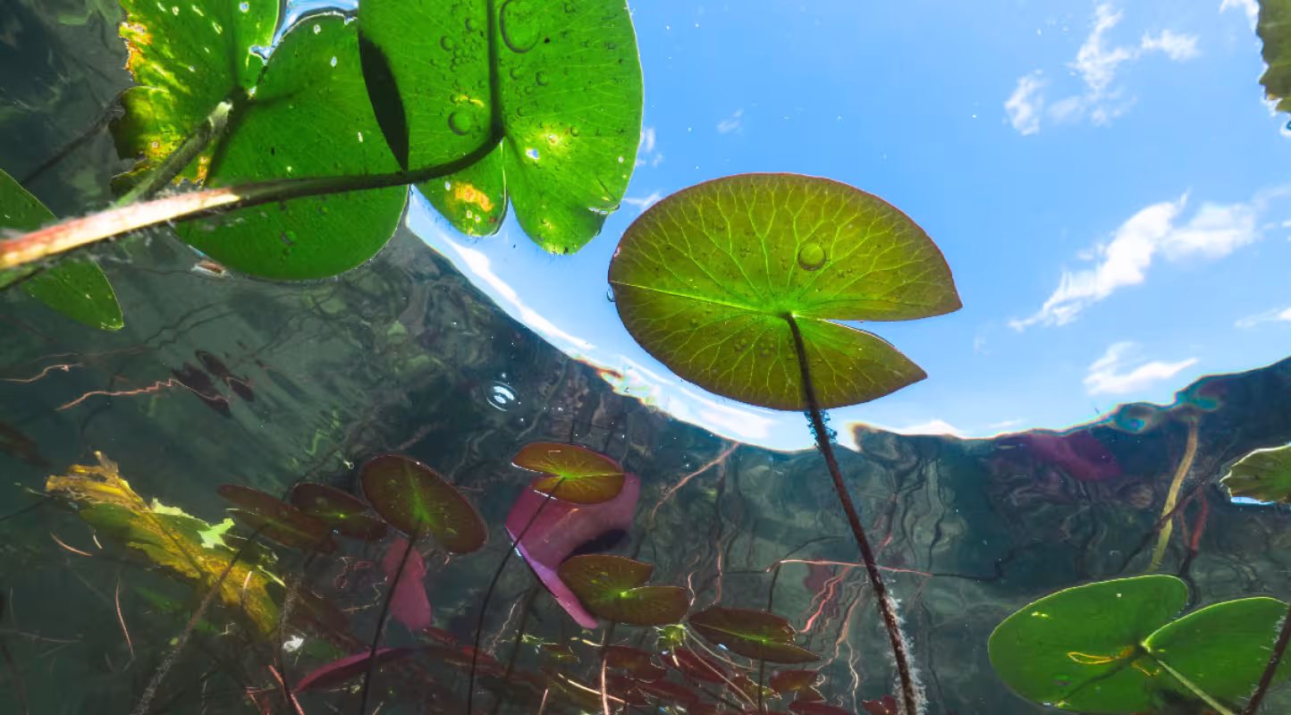 Nénuphar-Eau-Douce-WWF