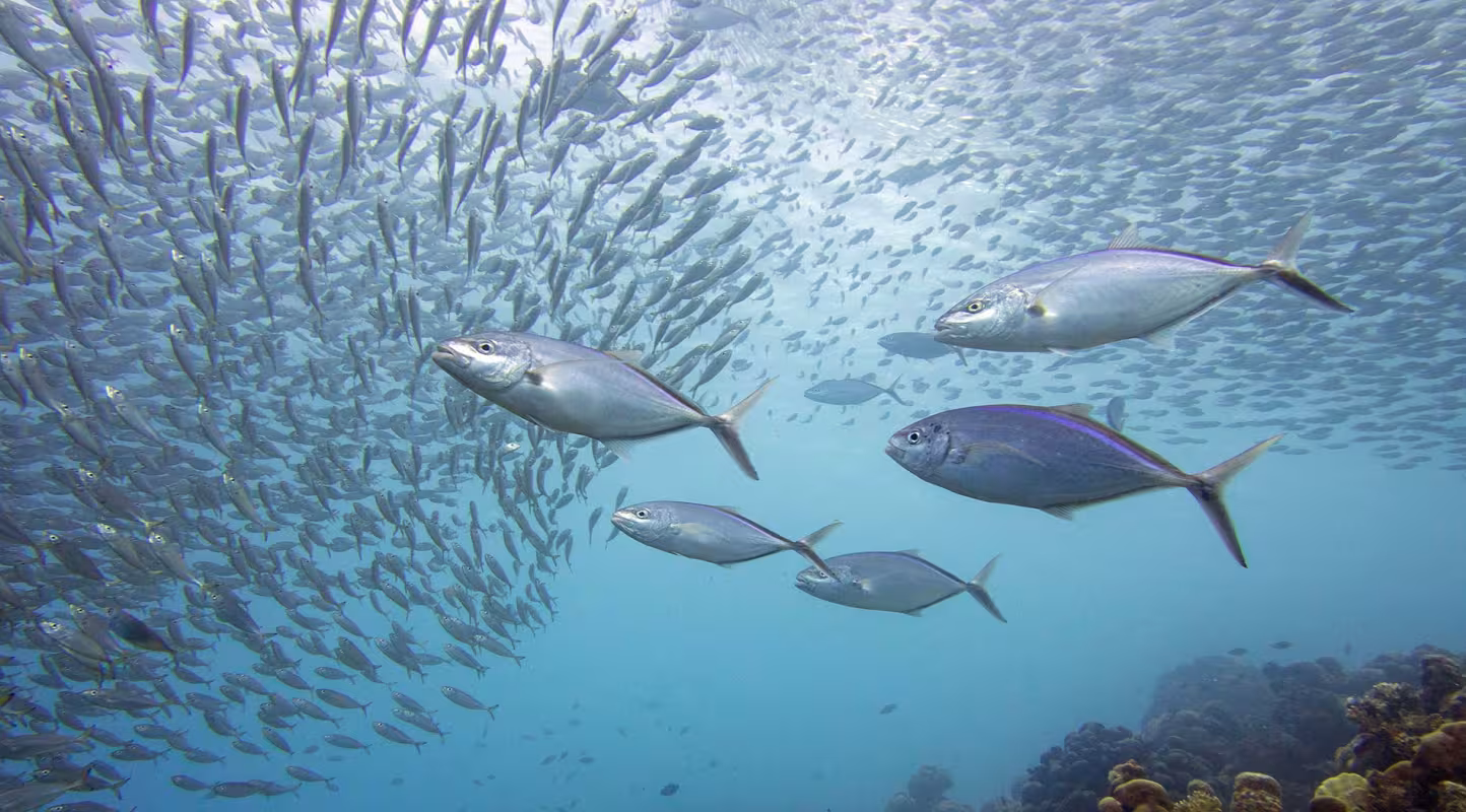 Thunnus obesus