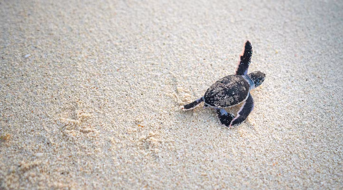 Caretta caretta