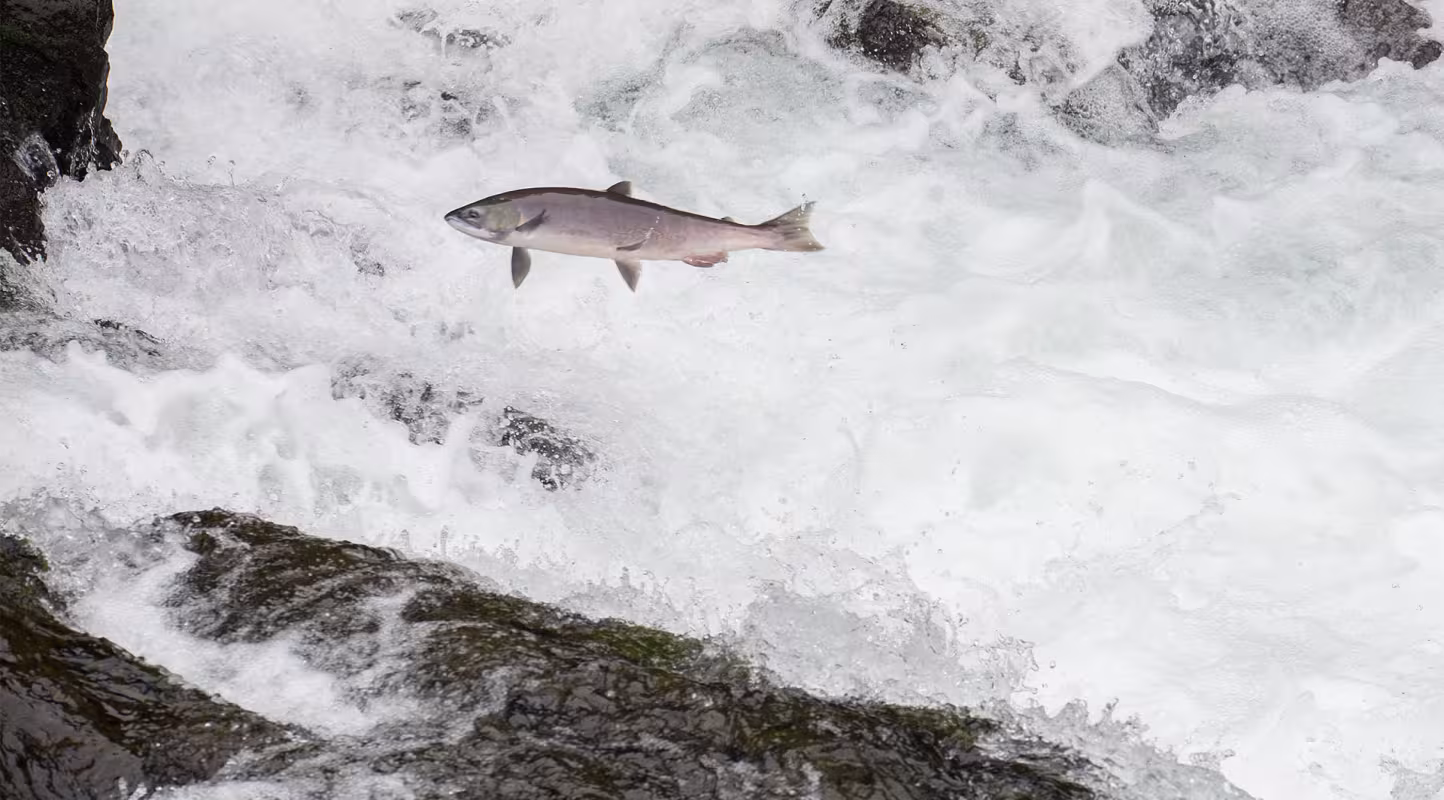 Le saumon est l'une des espèces les plus consommées au monde.