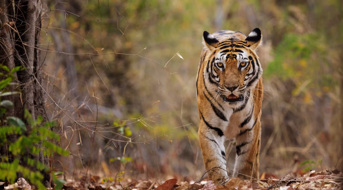 Tigre du Bengale dans le parc national de Bandhavgarh (Inde)