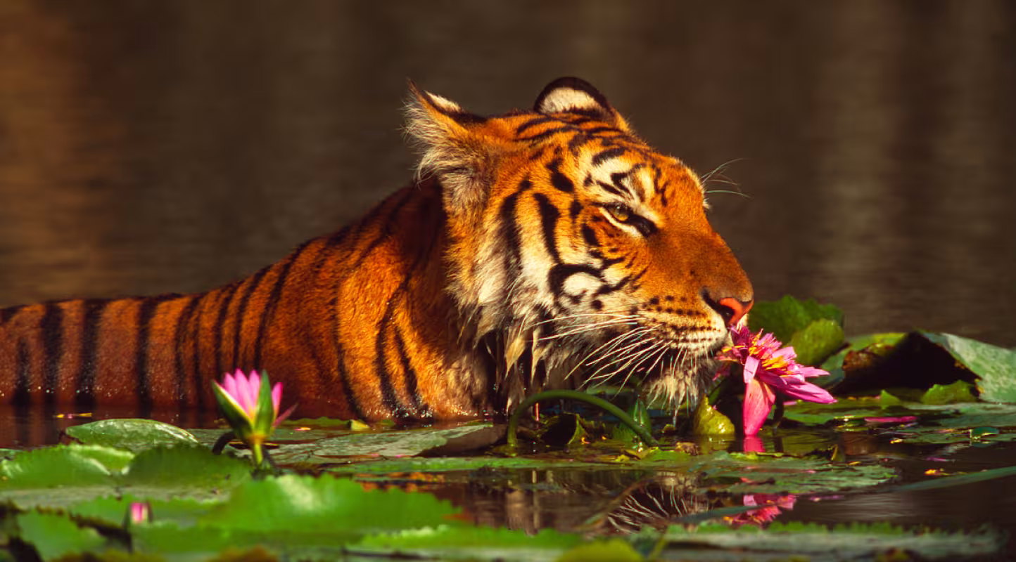 tigre-nenuphar-thailand