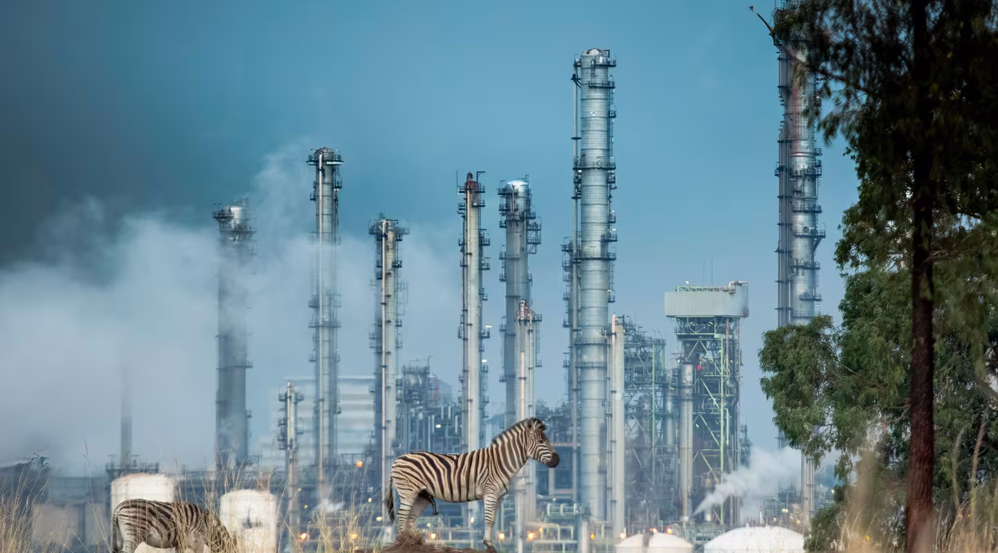 Zèbre (Equus quagga) vivant parmi les prairies clôturées et hautement sécurisées qui entourent la plus grande usine de traitement du charbon d'Afrique du Sud, Mpumalanga, Afrique du Sud, juillet 2016.